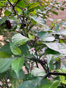 PurpleGum Black Cream (Pepper Seeds)