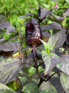 Bryan’s Vulcan Blood (Pepper Seeds)