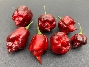 Maroon Voltron (T-E)(Pepper Seeds)