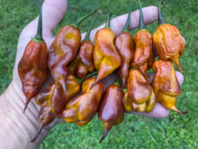 Load image into Gallery viewer, Taj Mahal Mustard (Pepper Seeds)