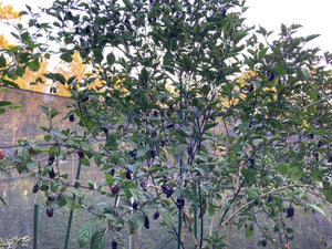 Dark BBG Horizon (Pepper Seeds)