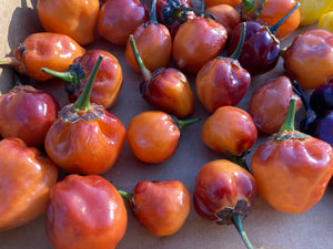 Purplegum Orange Blushed (Pepper Seeds)