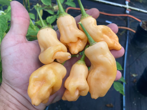 Sugar Rush Peach Original (Pepper Seeds)