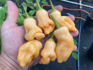 Sugar Rush Peach Original (Pepper Seeds)