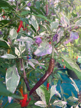 Load image into Gallery viewer, Daywalker (T-E) (Pepper Seeds)