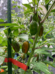 Thunder Nugs (Pepper Seeds)