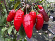 Load image into Gallery viewer, Red Wendigo (T-E) (Pepper Seeds)