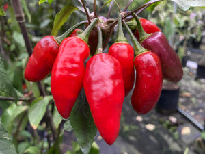 Red Wendigo (T-E) (Pepper Seeds)