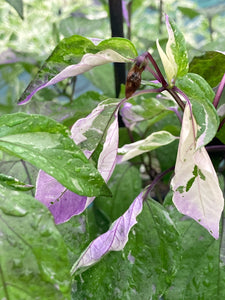 Bryan’s Klingon Blood (Pepper Seeds)