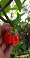 Load image into Gallery viewer, BBG Red Horizon (Pepper Seeds)