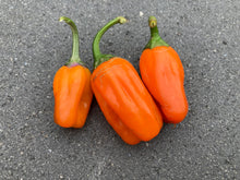 Load image into Gallery viewer, Tiger Anaheim (T-E Mix) (Pepper Seeds)