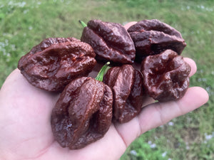 7 Pot Douglah Chocolate (Pepper Seeds)