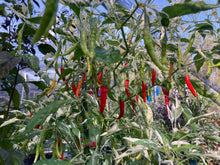 Load image into Gallery viewer, Intergalactic Red (T-E) (Pepper Seeds)