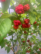 Load image into Gallery viewer, Scotch Bonnet (Red Foodorama) (Pepper Seeds)