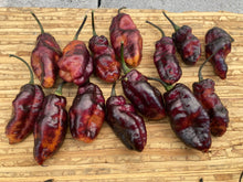 Load image into Gallery viewer, Pandora’s Box Pimenta Jolokia/PJ Mix (Pepper Seeds)