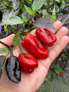 Bryan’s Vulcan Blood (Pepper Seeds)