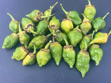 Load image into Gallery viewer, MonsterGum Leopard (Green)(Pepper Seeds)
