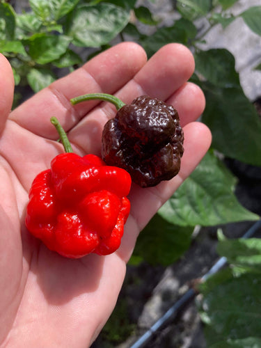 SBJ7 Chocolate (Pepper Seeds)