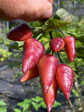 Load image into Gallery viewer, Pink Wendigo (T-E) (Pepper Seeds)