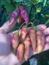 Load image into Gallery viewer, Pink Wendigo (T-E) (Pepper Seeds)