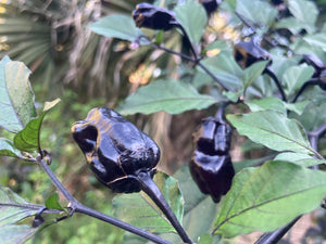 PurpleGum Black Cream (Pepper Seeds)