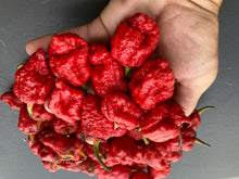 Load image into Gallery viewer, MedullaGum (Pepper Seeds)
