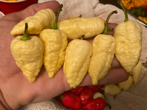 Falkor (T-E)(Pepper Seeds)