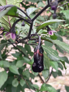 PurpleGum Black Cream (Pepper Seeds)