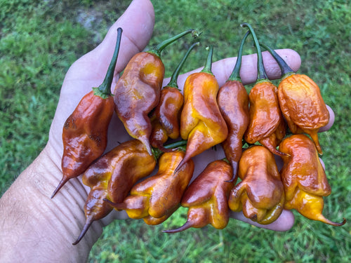 Taj Mahal Mustard (Pepper Seeds)