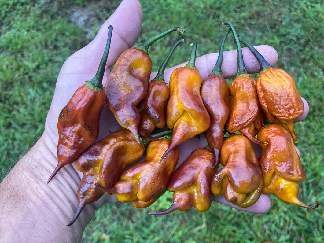 Taj Mahal Mustard (Pepper Seeds)