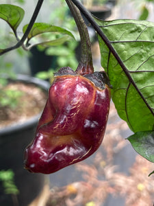Dark BBG Horizon (Pepper Seeds)