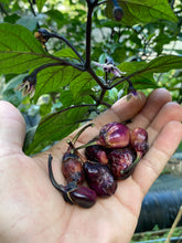 Load image into Gallery viewer, PurpleGum Black Cream (Pepper Seeds)