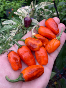 Thunder Nugs (Pepper Seeds)