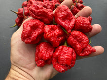 Load image into Gallery viewer, MedullaGum (Pepper Seeds)