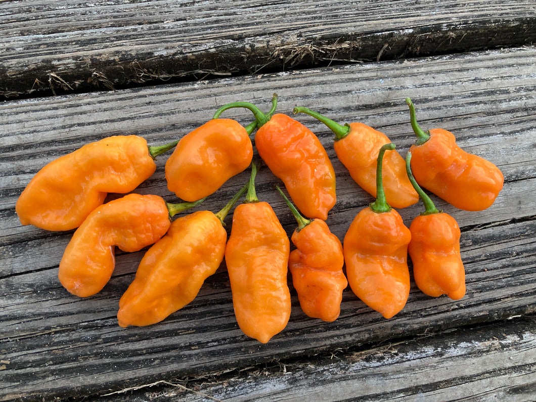 Jes's Moranga Orange XL (Pepper Seeds)