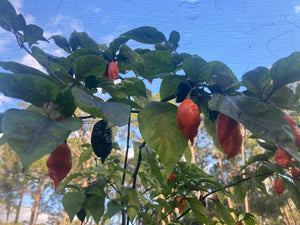 Sharknado Outbreak (T-E)(Pepper Seeds)