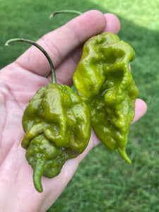 Green GhostScorpion T-E (Limited)(Pepper Seeds)