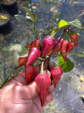 Load image into Gallery viewer, Pink Wendigo (T-E) (Pepper Seeds)