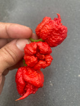 Load image into Gallery viewer, Carolina Reaper Red (Pepper Seeds)