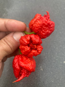 Carolina Reaper Red (Pepper Seeds)