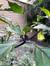 Load image into Gallery viewer, PurpleGum Black Cream (Pepper Seeds)