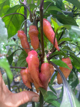 Load image into Gallery viewer, Pink Wendigo (T-E) (Pepper Seeds)