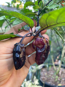 Dark BBG Horizon (Pepper Seeds)