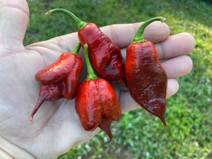 Voltron Caramel (T-E)(Pepper Seeds)