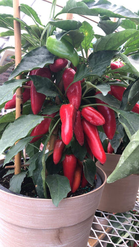 Holly-Anne Red (Pepper Seeds)