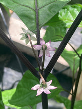 Load image into Gallery viewer, Bhut Jolokia Purple/Peach (Pepper Seeds)