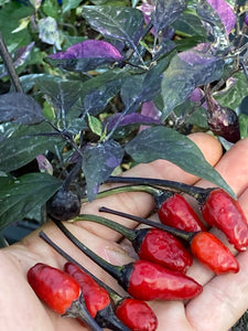 Trixster Red XD (Pepper Seeds)