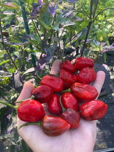 Bryan’s Vulcan Blood (Pepper Seeds)