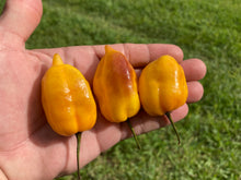 Load image into Gallery viewer, Purple Uprising Yellow (Pepper Seeds)