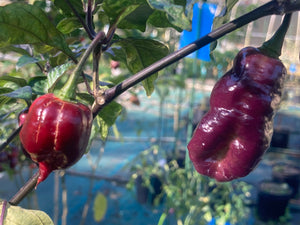 Maroon Voltron (T-E)(Pepper Seeds)